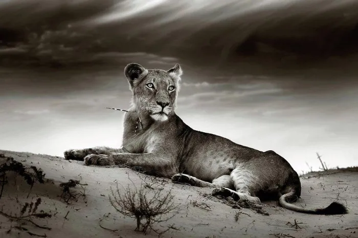 Framed Print : Lioness on desert dune