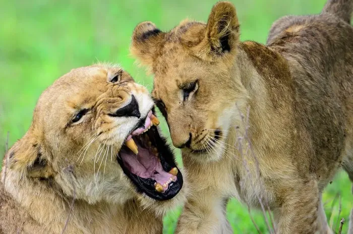 Framed Print : Lioness (Panthera leo) cub growling at a cub beacuse she doesn't want to be disturbed Framed Print : Lioness (Panthera leo) cub growling at a cub beacuse she doesn't want to be disturbed