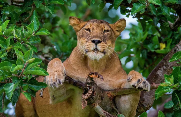 Framed Print : Lioness (Panthera leo) is hiding in the leafs of a large tree. Uganda. East Africa