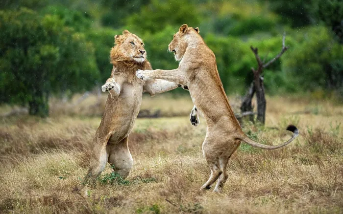 Framed Print : Two lions, Panthera leo, fight each other