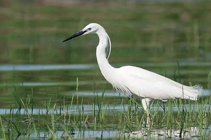 Framed Print : Little Egret (Egretta garzetta), foraging, Lake Kerkini, Greece, Europe