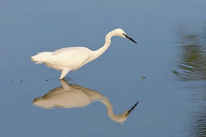 Framed Print : Little Egret (Egretta garzetta) Framed Print : Little Egret (Egretta garzetta)