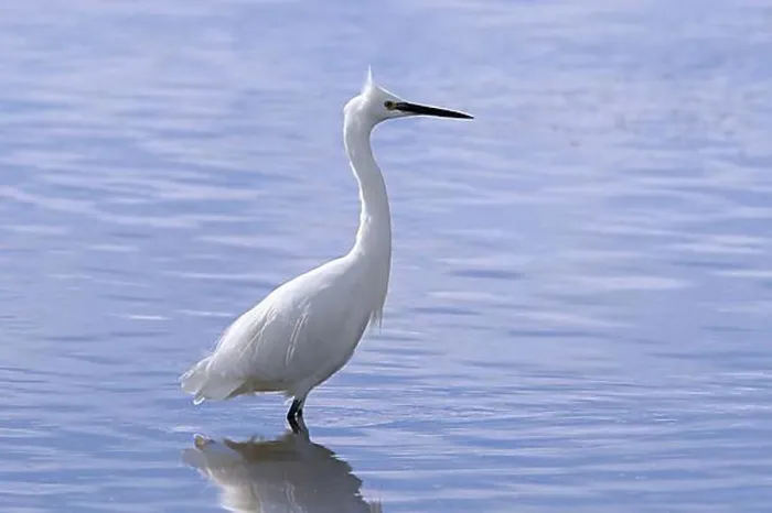 Framed Print : Little egret (Egretta garzetta) adult foraging in shallow water of pond at saltmarsh in early autumn Framed Print : Little egret (Egretta garzetta) adult foraging in shallow water of pond at saltmarsh in early autumn