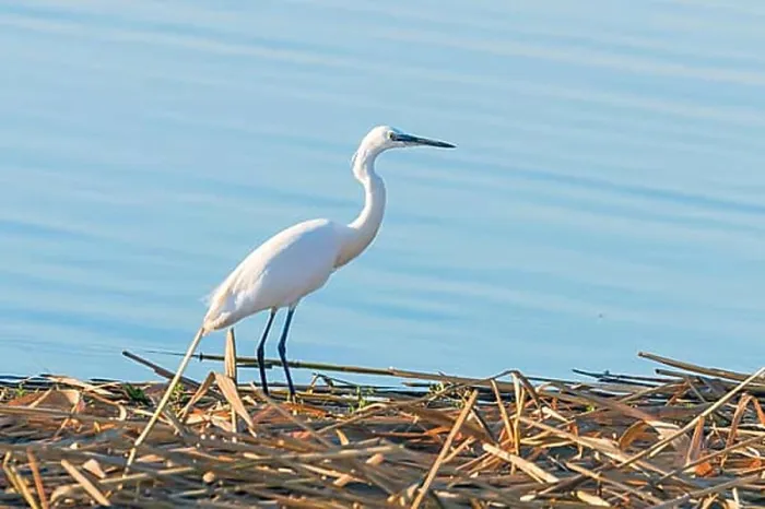Framed Print : Little Egret Hunting (Egretta garzetta) White Little Egret