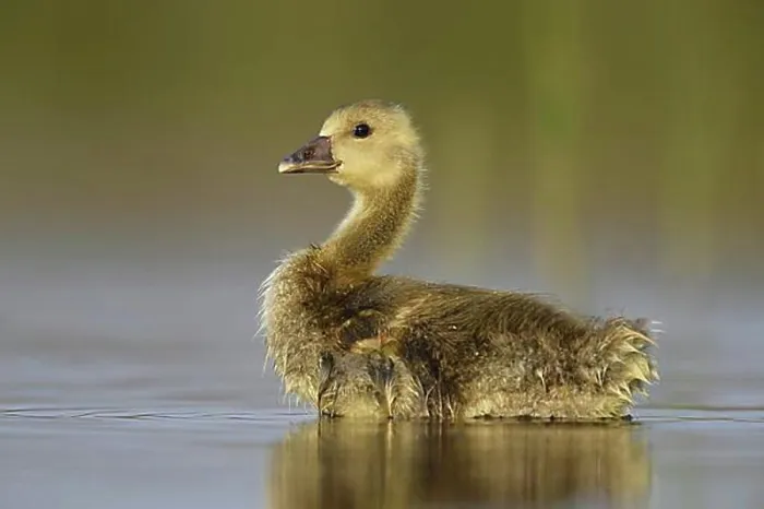Framed Print : Little Greylag goose (Anser anser), chick stands in the water, National Park Kiskunsag, Hungary, Europe Framed Print : Little Greylag goose (Anser anser), chick stands in the water, National Park Kiskunsag, Hungary, Europe