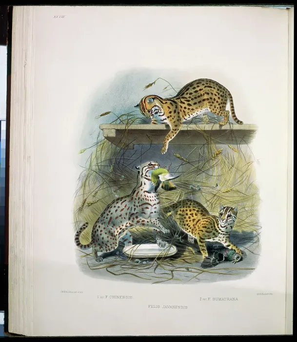 Framed Print : Little Red Spotted Cat (Felis Javanensis) 1883 Daniel Girard Elliot (19th C) Framed Print : Little Red Spotted Cat (Felis Javanensis) 1883 Daniel Girard Elliot (19th C)