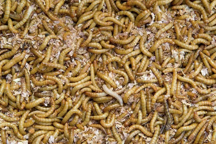 Framed Print : Live Mealworms (yellow mealworm - Tenebrio molitor) on bed of bran Framed Print : Live Mealworms (yellow mealworm - Tenebrio molitor) on bed of bran