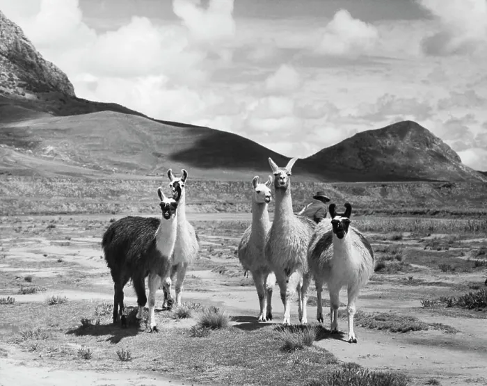 Framed Print : Five llamas standing in a field, Peru (Lama glama) Framed Print : Five llamas standing in a field, Peru (Lama glama)