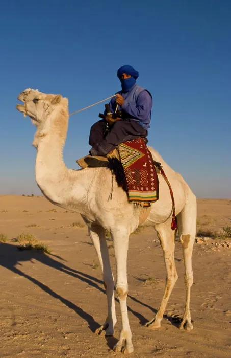 Framed Print : Local Bedouin man on camel ride in Douz in Sahara Desert in Tunisia Africa Framed Print : Local Bedouin man on camel ride in Douz in Sahara Desert in Tunisia Africa