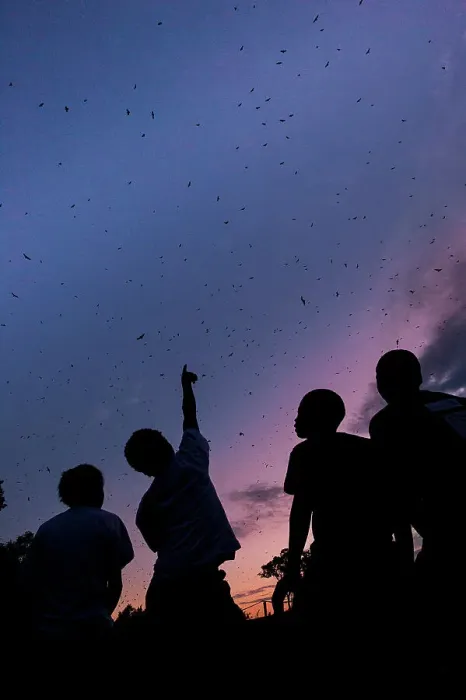 Framed Print : Local school children watching the mass aggregations of Straw-coloured Fruit Bat (Eidolon helvum) Framed Print : Local school children watching the mass aggregations of Straw-coloured Fruit Bat (Eidolon helvum)