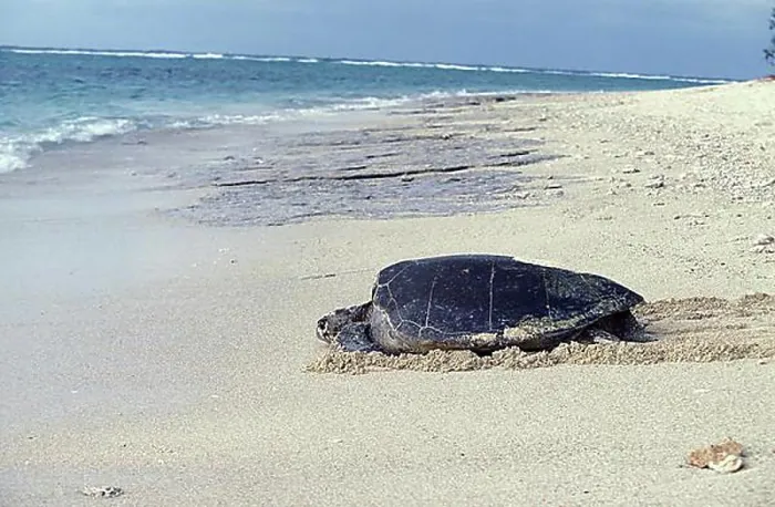 Framed Print : Loggerhead Sea Turtle (caretta caretta), Female going Back to Sea after Laying Eggs, Australia, Oceania Framed Print : Loggerhead Sea Turtle (caretta caretta), Female going Back to Sea after Laying Eggs, Australia, Oceania