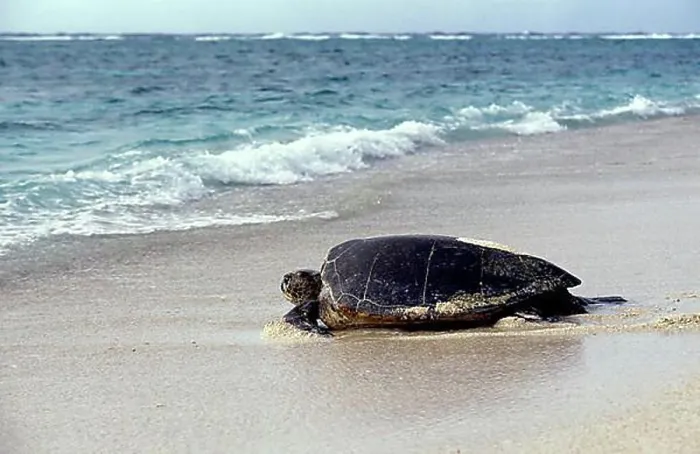 Framed Print : LOGGERHEAD SEA TURTLE (caretta caretta), ADULT GOING BACK TO SEA AFTER LAYING EGGS, AUSTRALIA Framed Print : LOGGERHEAD SEA TURTLE (caretta caretta), ADULT GOING BACK TO SEA AFTER LAYING EGGS, AUSTRALIA