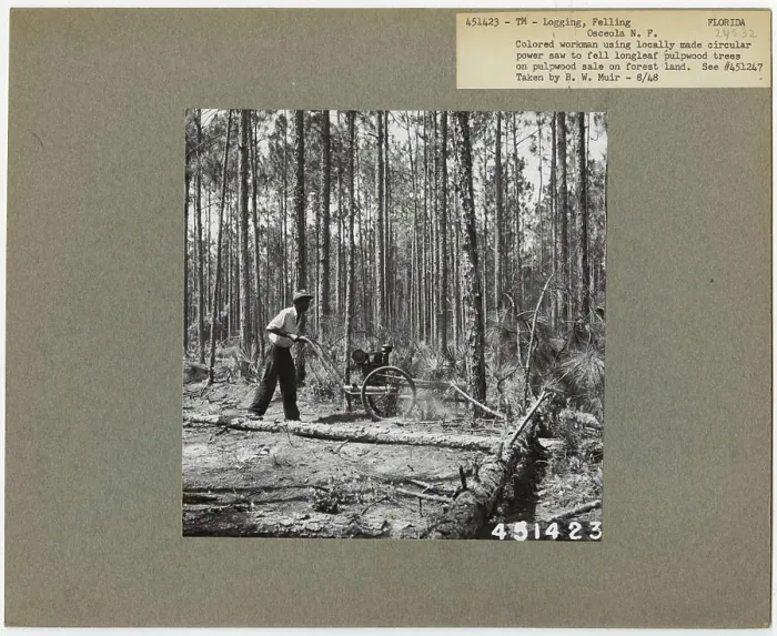 Framed Print : Logging: Felling - Florida. Photographs Relating to National Forests Framed Print : Logging: Felling - Florida. Photographs Relating to National Forests