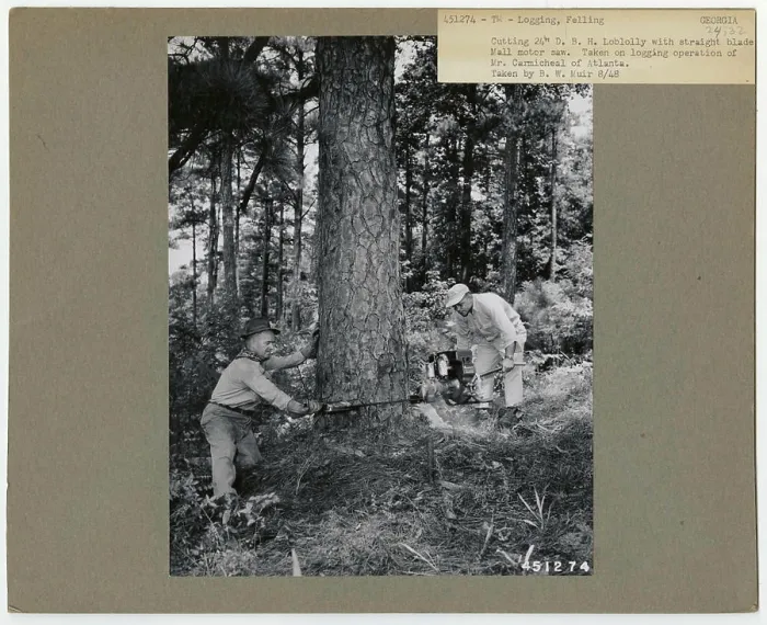 Framed Print : Logging: Felling - Georgia. Photographs Relating to National Forests Framed Print : Logging: Felling - Georgia. Photographs Relating to National Forests