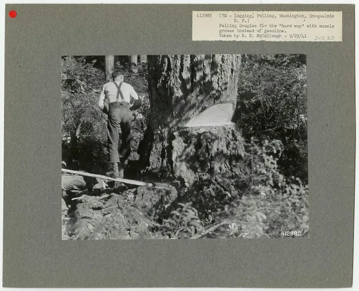 Framed Print : Logging: Felling - Washington. Photographs Relating to National Forests Framed Print : Logging: Felling - Washington. Photographs Relating to National Forests