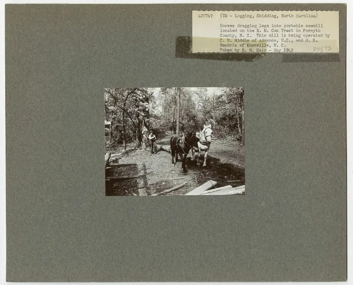 Framed Print : Logging: Skidding with Animals - North Carolina Framed Print : Logging: Skidding with Animals - North Carolina