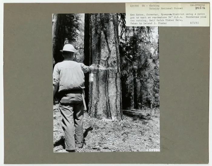 Framed Print : Logging -Timber Surveys - General Framed Print : Logging -Timber Surveys - General