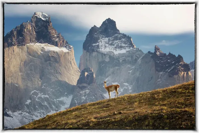 Framed Print : Lone guanaco on hillside in front of mountains, Torres Del Paine National Park, Chile Framed Print : Lone guanaco on hillside in front of mountains, Torres Del Paine National Park, Chile