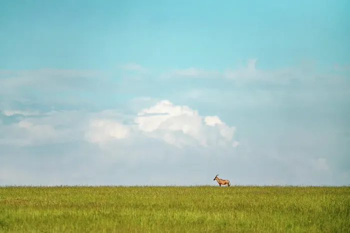 Framed Print : A lone Topi stands in alert in the Maasai Mara in Kenya Framed Print : A lone Topi stands in alert in the Maasai Mara in Kenya
