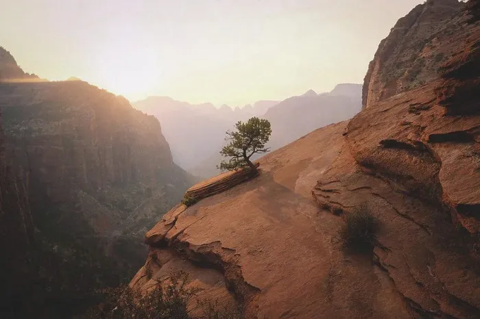 Framed Print : Lone Tree in Zion National Park at Sunset Framed Print : Lone Tree in Zion National Park at Sunset