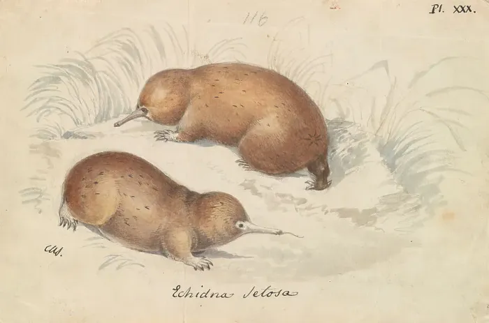 Framed Print : Long-beaked Echidna Charles Hamilton Smith 1776-1859