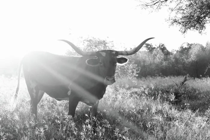 Framed Print : Longhorn cow in Texas landscape during sunrise on rural farm, black and white rustic animal portrait Framed Print : Longhorn cow in Texas landscape during sunrise on rural farm, black and white rustic animal portrait