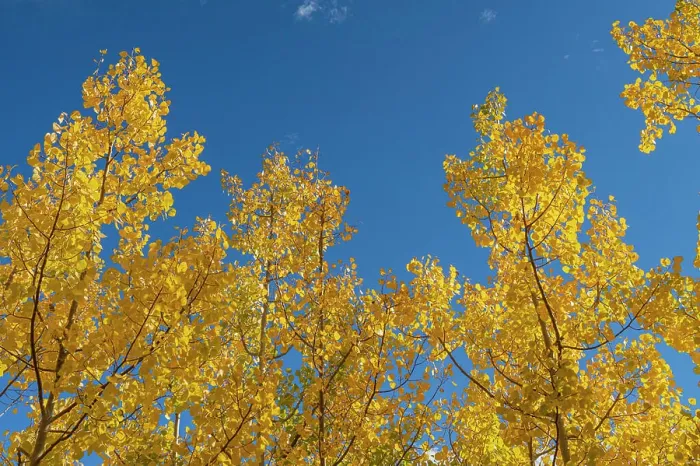 Framed Print : Looking up through the quaking aspen, fall season, Sandia Mountains, Cibola National Forest, New Mexico Framed Print : Looking up through the quaking aspen, fall season, Sandia Mountains, Cibola National Forest, New Mexico