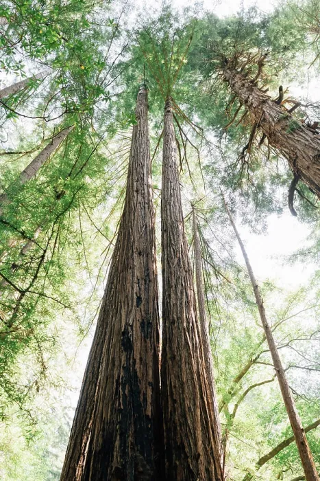Framed Print : Looking up at Redwood Trees in Northern California Framed Print : Looking up at Redwood Trees in Northern California