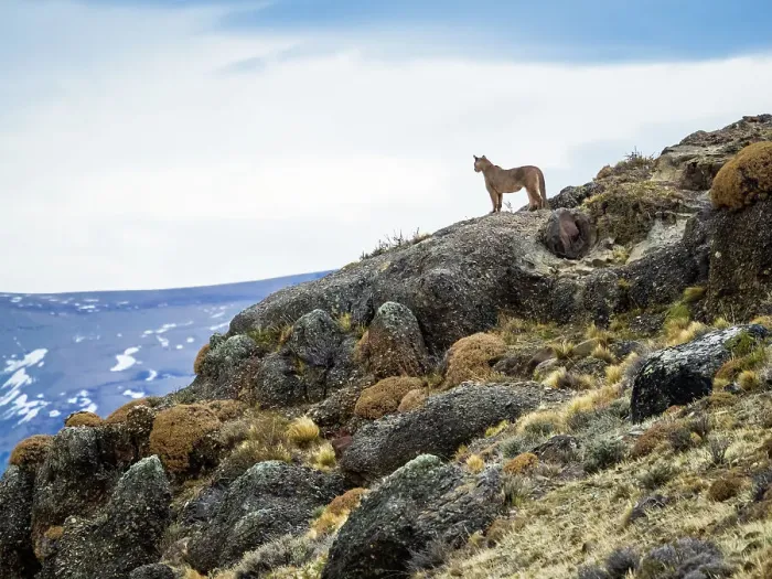 Framed Print : On the lookout, Puma (Puma concolor), Torres del Paine National Park, Patagonia, Chile Framed Print : On the lookout, Puma (Puma concolor), Torres del Paine National Park, Patagonia, Chile
