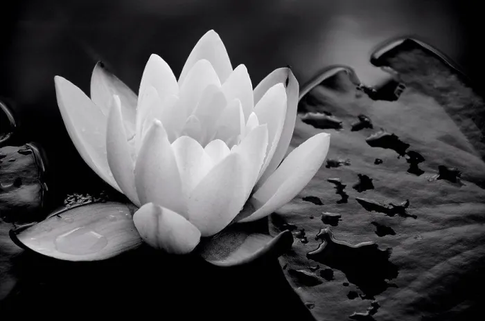 Framed Print : Lotus Flower and Lily Pads Floating on Water, Close Up Framed Print : Lotus Flower and Lily Pads Floating on Water, Close Up