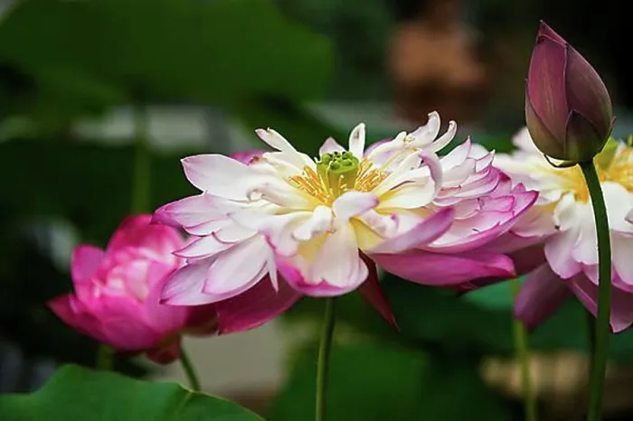 Framed Print : Lotus (Nelumbo nucifera), lotus, flower, close up Framed Print : Lotus (Nelumbo nucifera), lotus, flower, close up