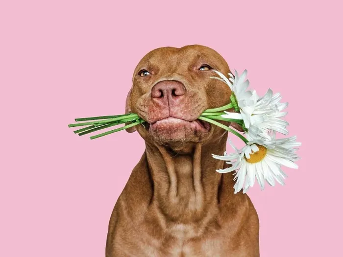 Framed Print : Lovable, pretty brown puppy and bright flowers Framed Print : Lovable, pretty brown puppy and bright flowers