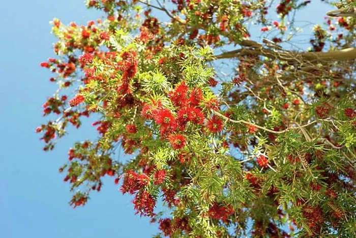 Framed Print : Low-angle shot from beautiful red flowering at the tree in Springtime on Crete Framed Print : Low-angle shot from beautiful red flowering at the tree in Springtime on Crete