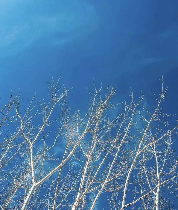 Framed Print : Low angle view of bare trees against blue sky Framed Print : Low angle view of bare trees against blue sky