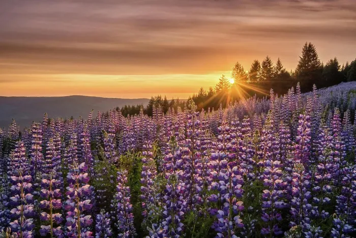 Framed Print : Lupine at Dolason Prairie, Redwoods State and National Parks, California