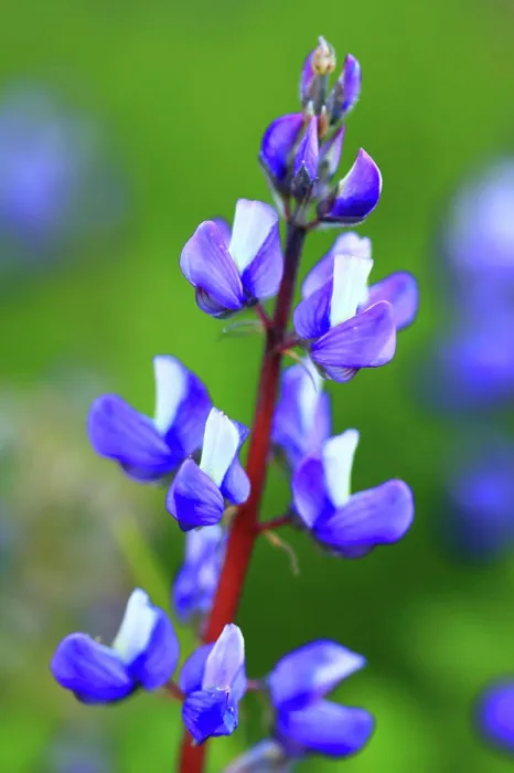 Framed Print : Lupine Wildflower in The Paradise Area of Mt Rainier National Park in Washington Framed Print : Lupine Wildflower in The Paradise Area of Mt Rainier National Park in Washington