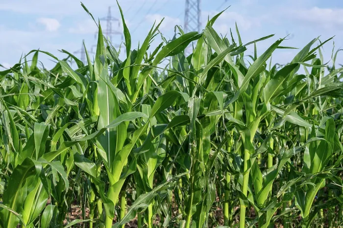 Framed Print : Lush green cornfield with tall stalks