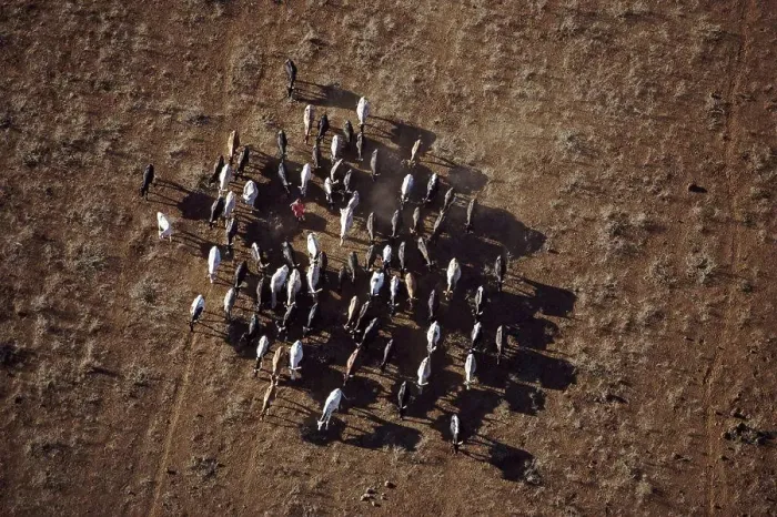 Framed Print : Maasai herder with cattle, Kenya