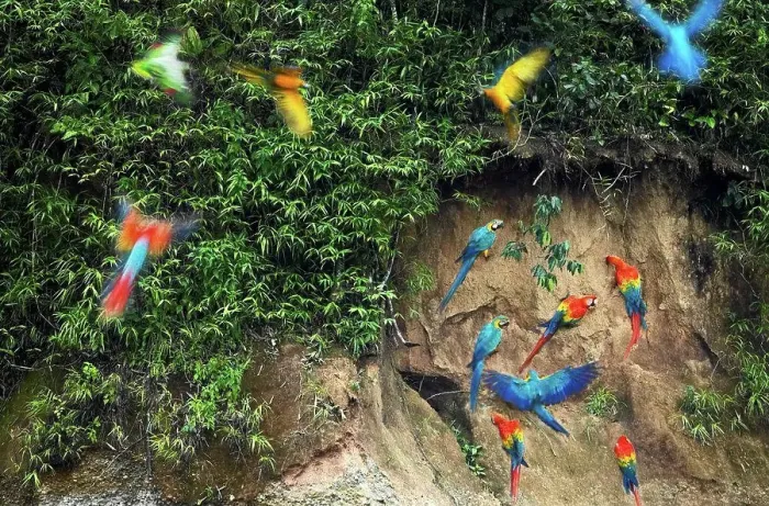 Framed Print : Macaws and green parrots at a claylick on the Tambopata River, Peru