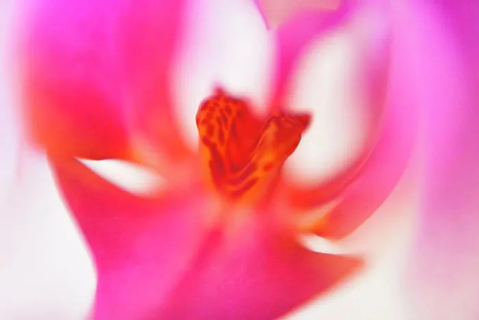 Framed Print : Macro shot of pink orchid Framed Print : Macro shot of pink orchid
