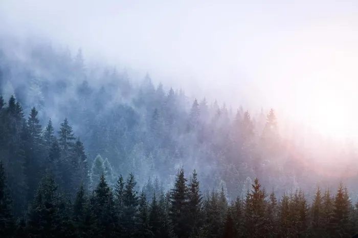 Framed Print : Magical atmosphere in the foggy forest, Morning, Austria Framed Print : Magical atmosphere in the foggy forest, Morning, Austria