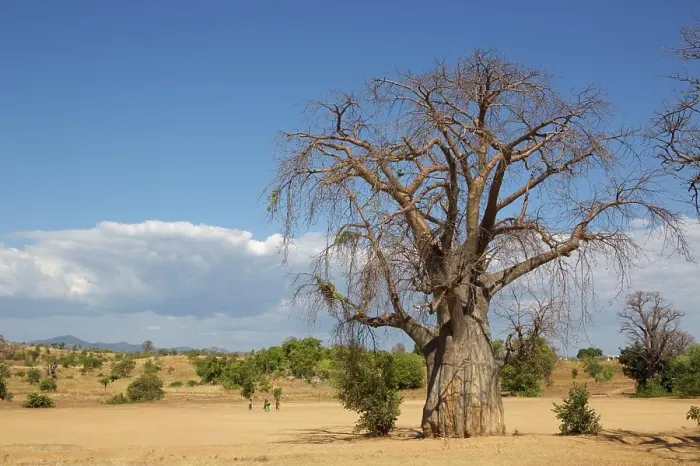 Framed Print : A majestic baobab tree stands tall against a backdrop of blue skies and scattered clouds