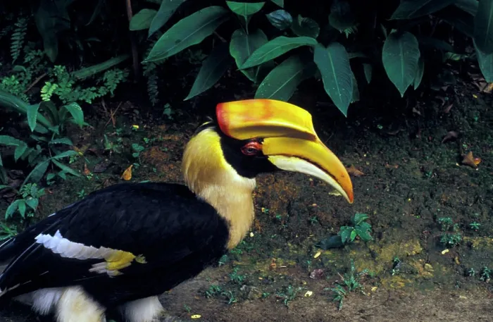 Framed Print : Malaysia, Malaya, Kuala Lumpur. Toucan is a symbol of Malaysia, here seen at the Bird Park Framed Print : Malaysia, Malaya, Kuala Lumpur. Toucan is a symbol of Malaysia, here seen at the Bird Park