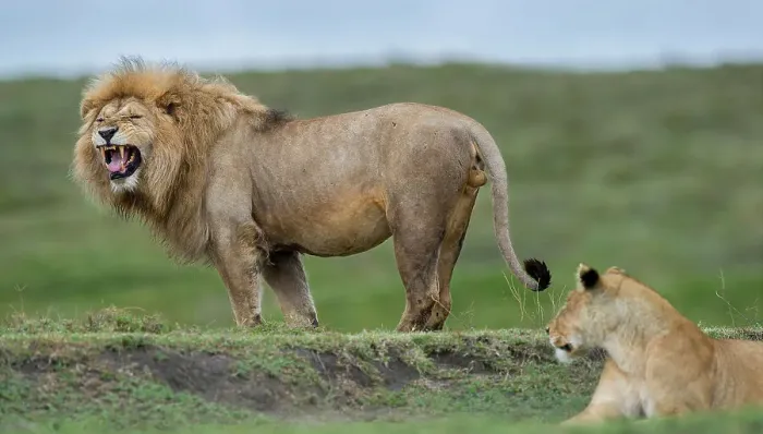 Framed Print : Male African Lion (Panthera leo) - sniffing  /  testing female receptivity - Flemen response