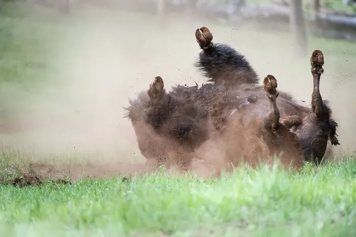 Framed Print : Male American Bison (Bison bison) dust bathing  /  rolling in dust in the Lamar Valley