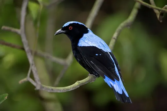 Framed Print : Male Asian fairy bluebird (Irena puella) in rainforest canopy Framed Print : Male Asian fairy bluebird (Irena puella) in rainforest canopy