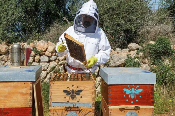 Framed Print : Male beekeeper in white protective work wear holding honeycomb with bees while collecting honey in apiary Framed Print : Male beekeeper in white protective work wear holding honeycomb with bees while collecting honey in apiary