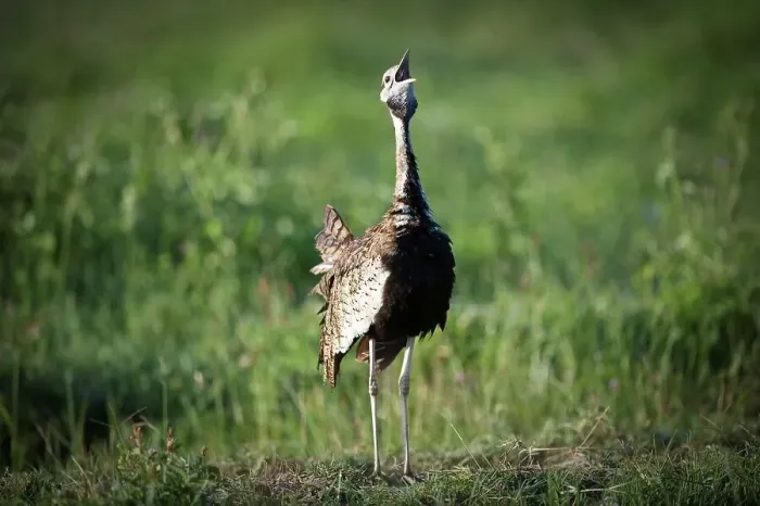 Framed Print : Male Black-Bellied Bustard (Eupodotis melanogaster) displaying
