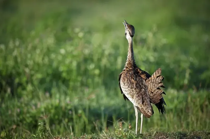 Framed Print : Male Black-Bellied Bustard (Eupodotis melanogaster) displaying