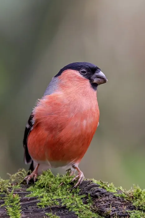 Framed Print : Male Bullfinch (Pyrrhula pyrrhula) perching on a tree branch Framed Print : Male Bullfinch (Pyrrhula pyrrhula) perching on a tree branch